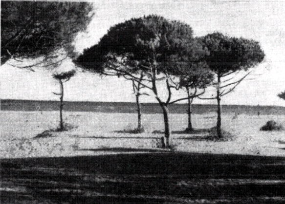 Imatge de la platja de Gav Mar publicada en el nmero 3 de la publicaci municipal 'El Bruguers' (1958)